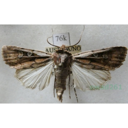 Euxoa vitta (Esper, 1789) Austria76k